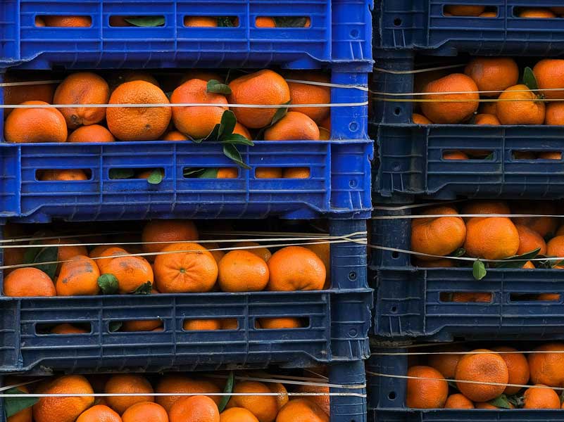 Fruit & Vegetable Industry