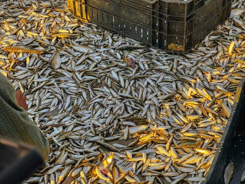 Fish Industry