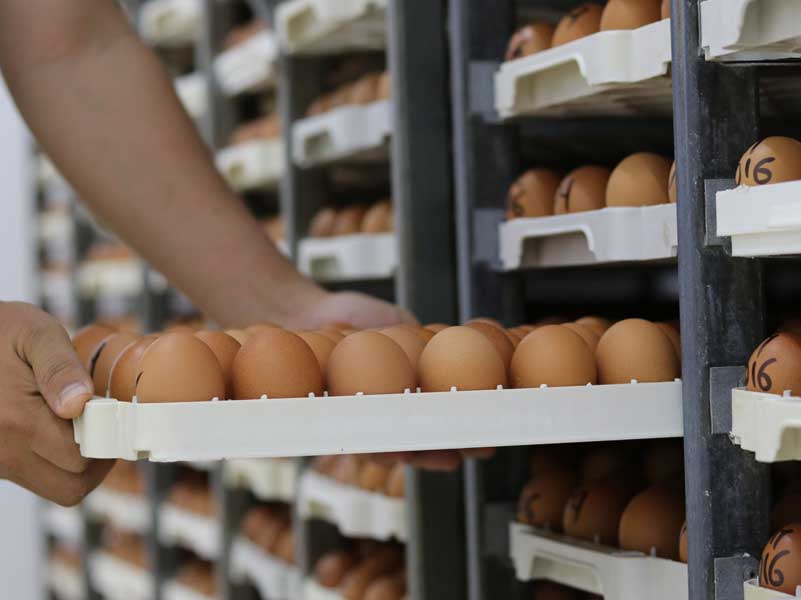 Poultry Industry
